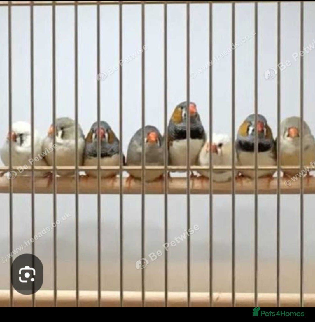 Canaries birds for sale: Zebras bengalese and silver bills - Advert 3