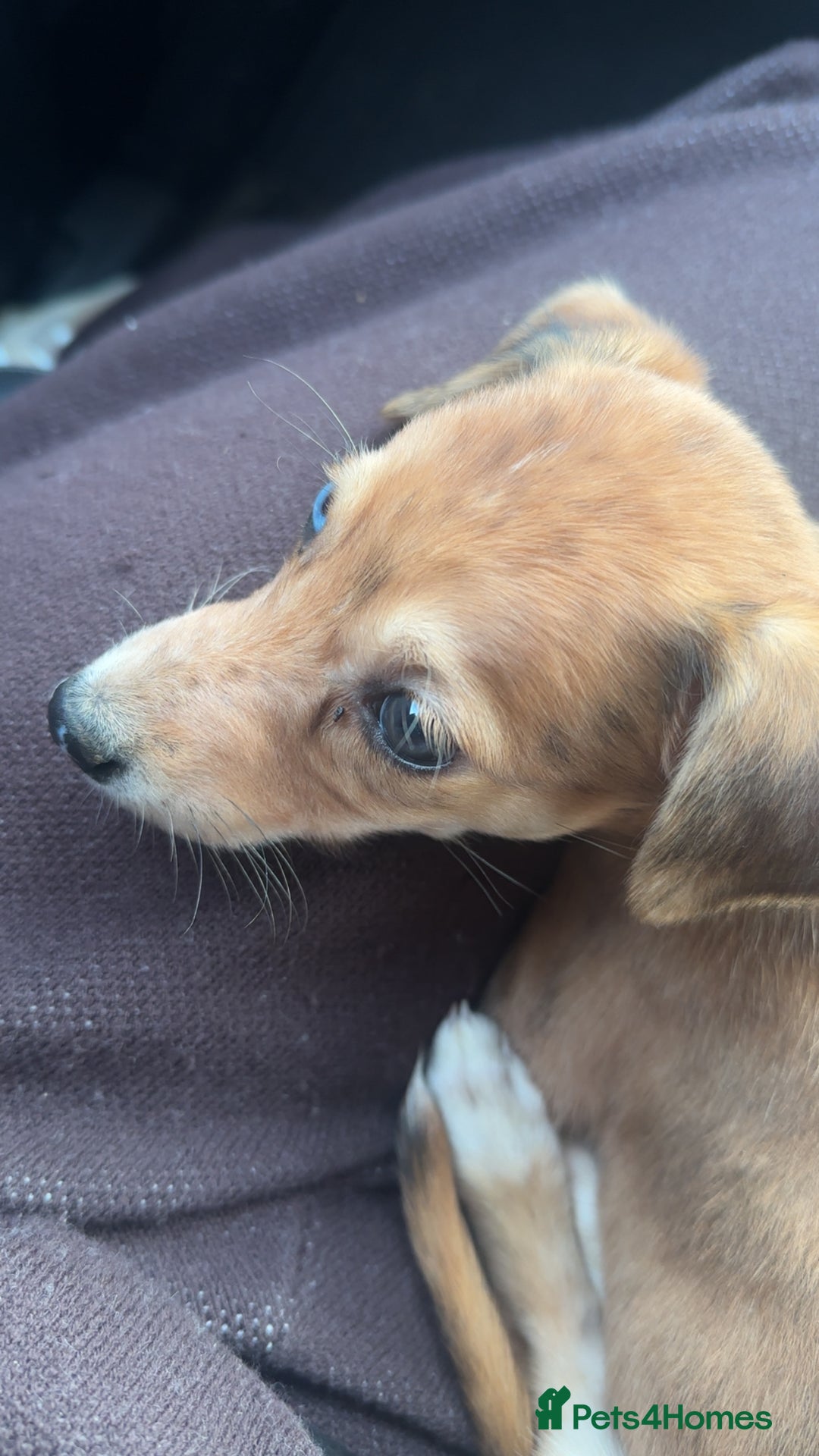 Lurcher dogs for sale: 1 LEFT - ready 7/12 Beautiful lurcher puppies  - Advert 22