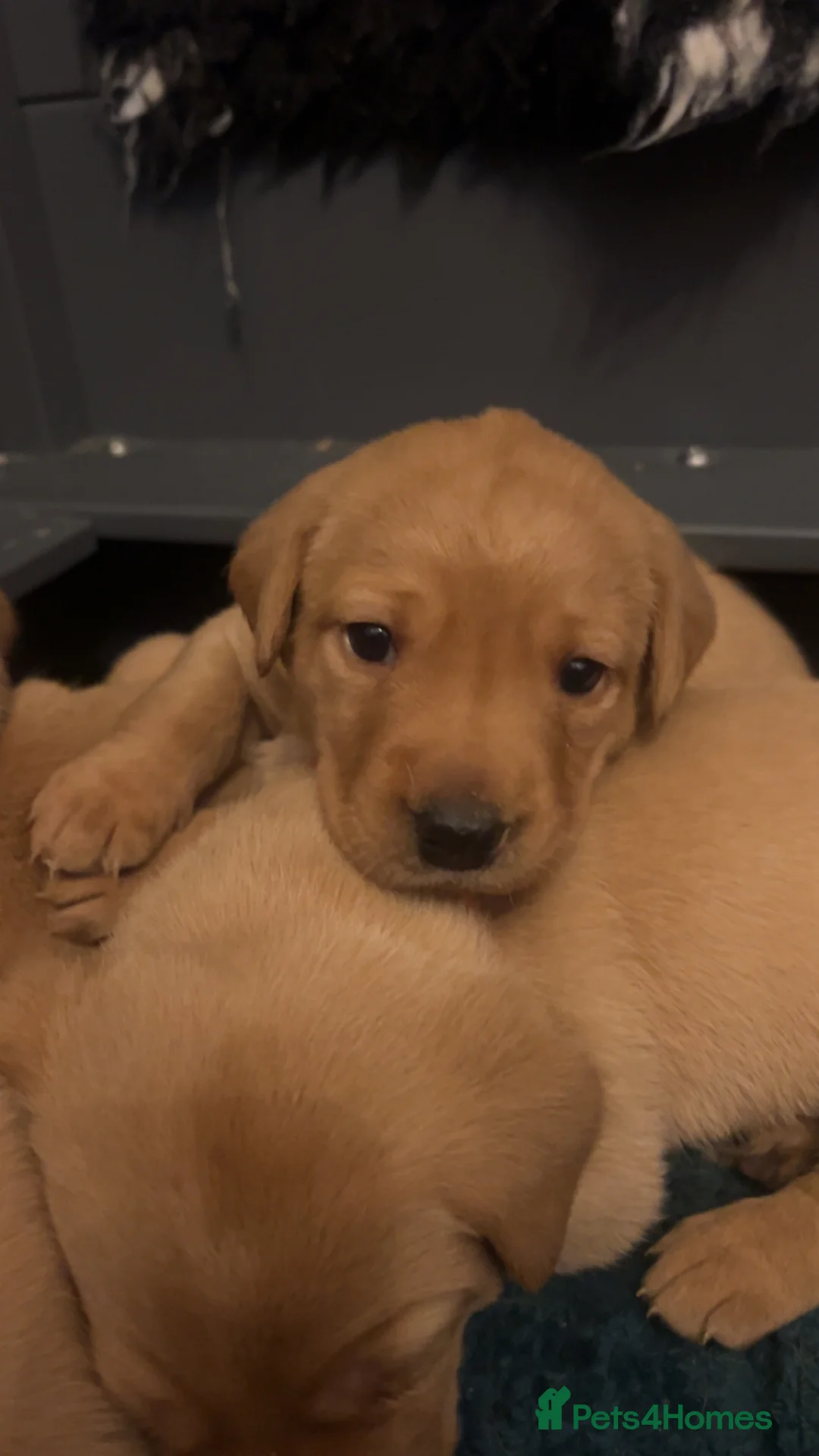 Labrador Retriever dogs for sale: Fox red lab pups for sale  - Advert 16