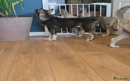 Siberian Husky dogs for sale: Agouti Coat Pedigree Siberian Husky Puppies - Image 18