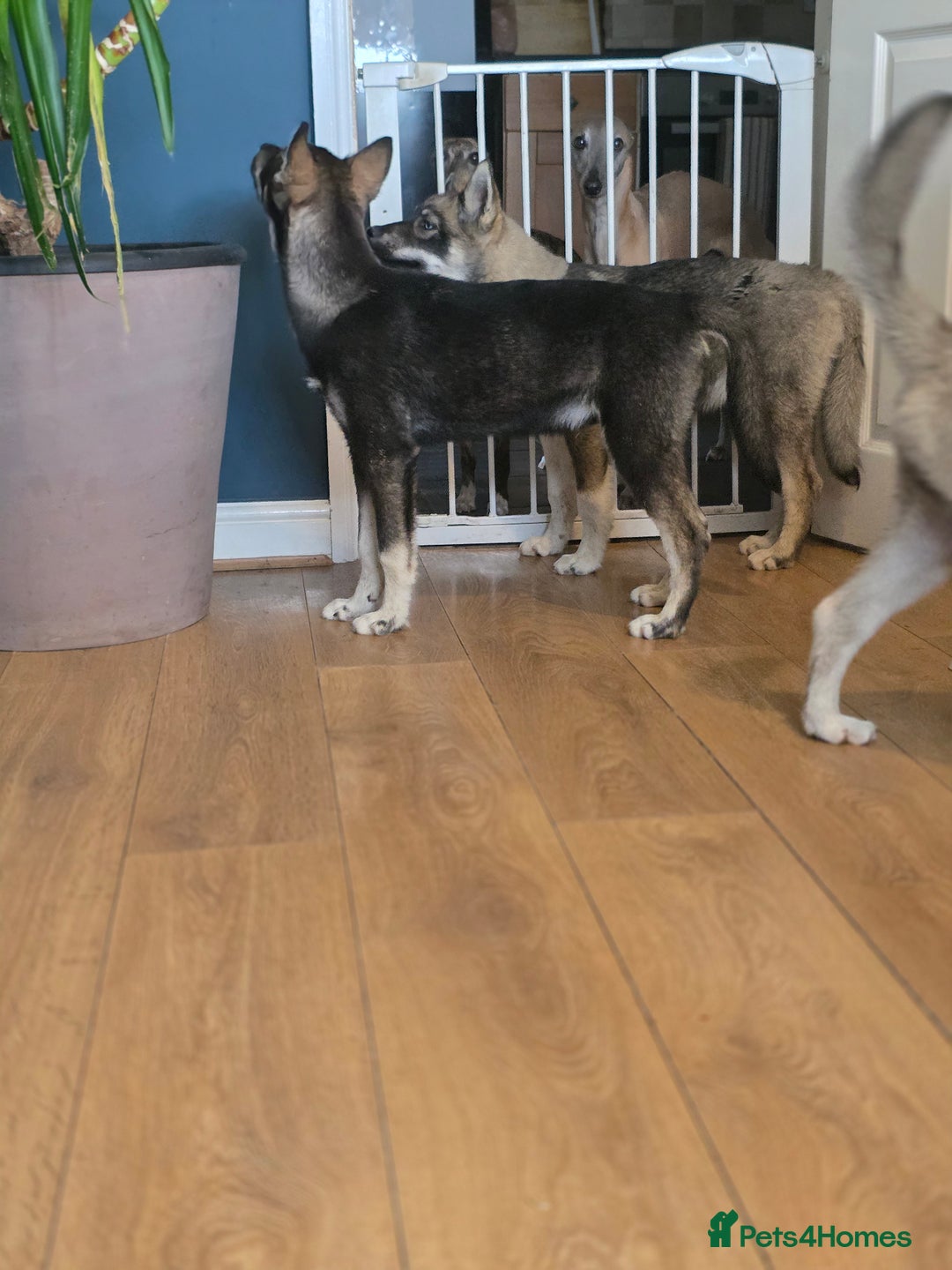 Siberian Husky dogs for sale: Agouti Coat Pedigree Siberian Husky Puppies - Image 18