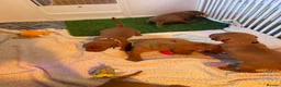 Hungarian Vizsla dogs for sale: Part Trained Daisy’s 2nd litter Hungarian vizsla - Advert 16
