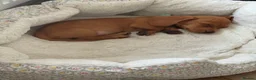 Miniature Dachshund dogs for sale: Forever Home wanted in Tamworth - Advert 7