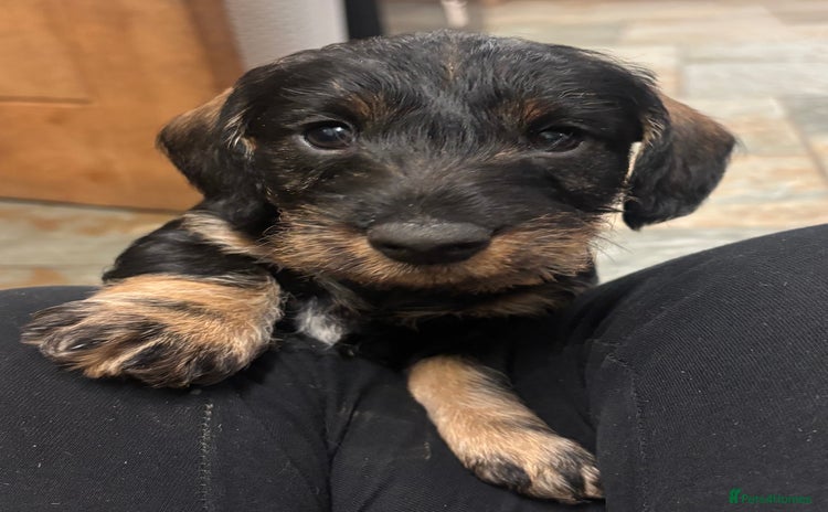 Dachshund dogs - Advert 9