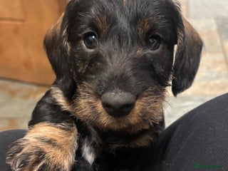 Dachshund dogs - Advert 17