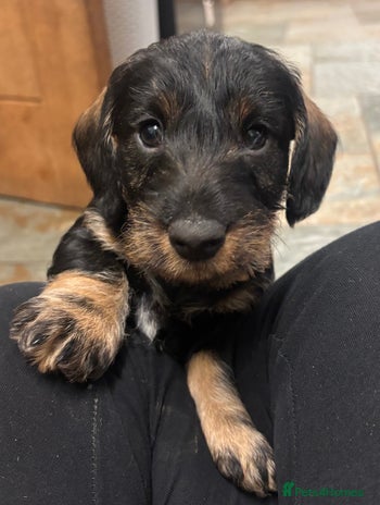 Dachshund dogs - Advert 9