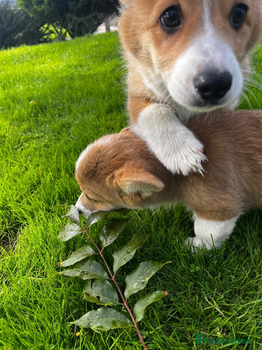 Welsh Corgi Pembroke dogs for sale: Pembrokeshire Corgi  in Tregaron - Advert 4
