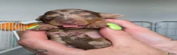Miniature Dachshund dogs for sale: 7 beautiful little Dachshund  - Advert 33