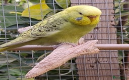 Budgerigars birds for sale: Young budgies, easily tamed - Image 16