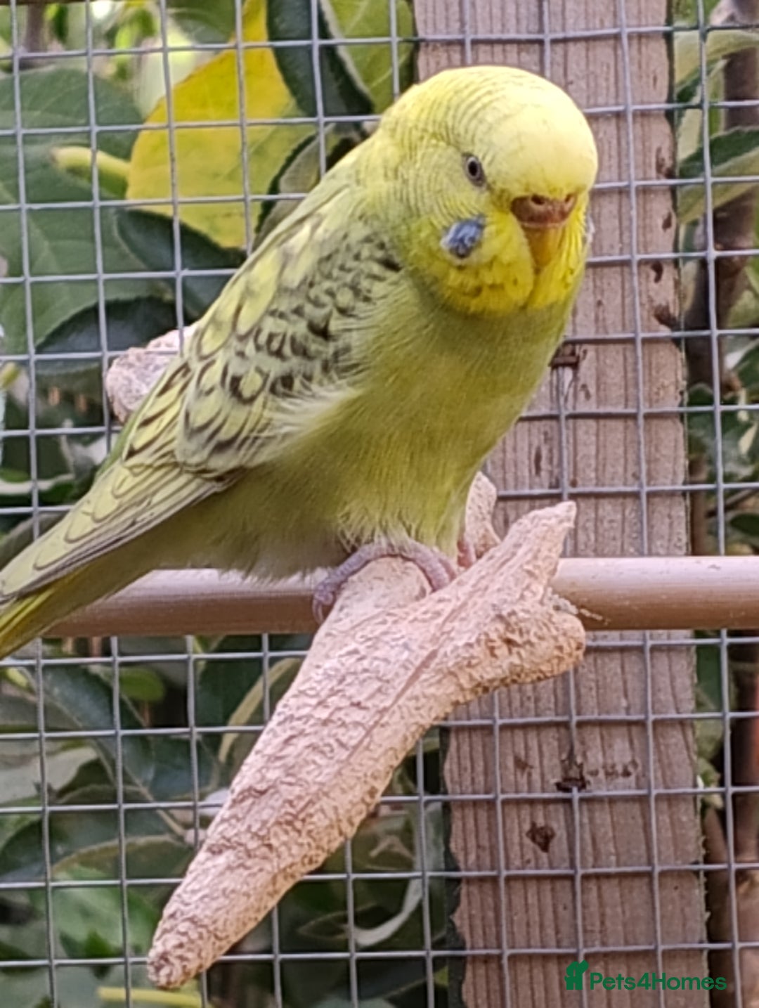 Budgerigars birds for sale: Young budgies, easily tamed - Image 16