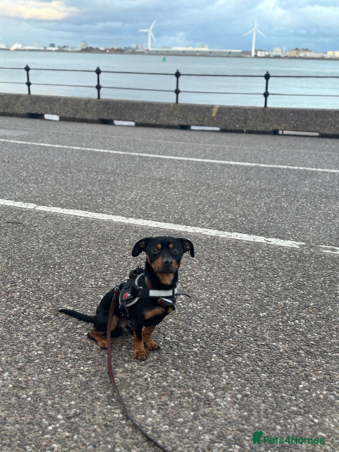 Mixed Breed dogs for sale: Cross breed - read description - Image 1