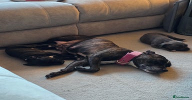 Staffordshire Bull Terrier dogs 3 Beautiful little staff boys - Advert 3