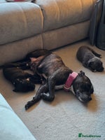 Staffordshire Bull Terrier dogs 3 Beautiful little staff boys - Advert 5