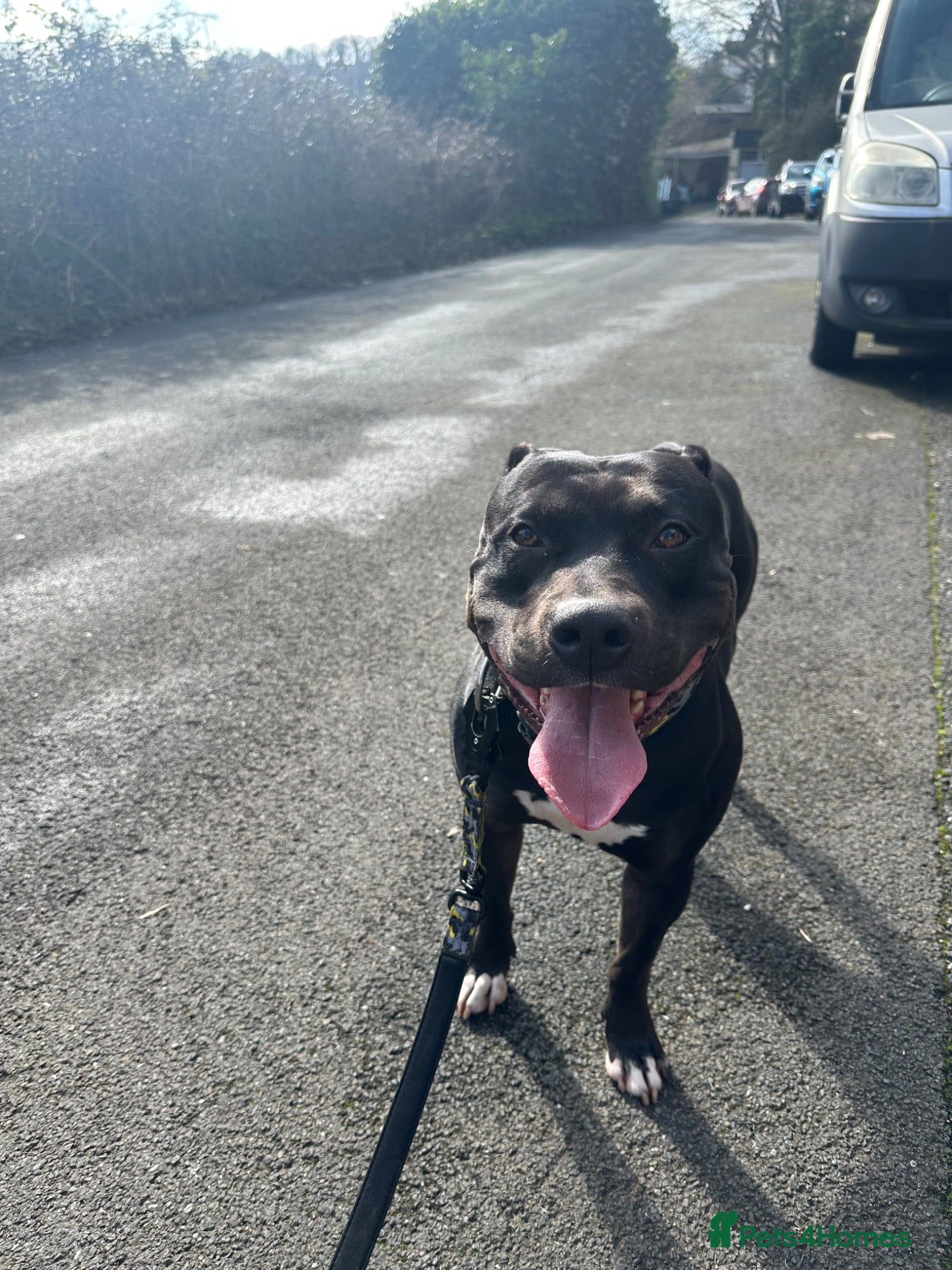 American Bulldog dogs Male stud - Advert 1