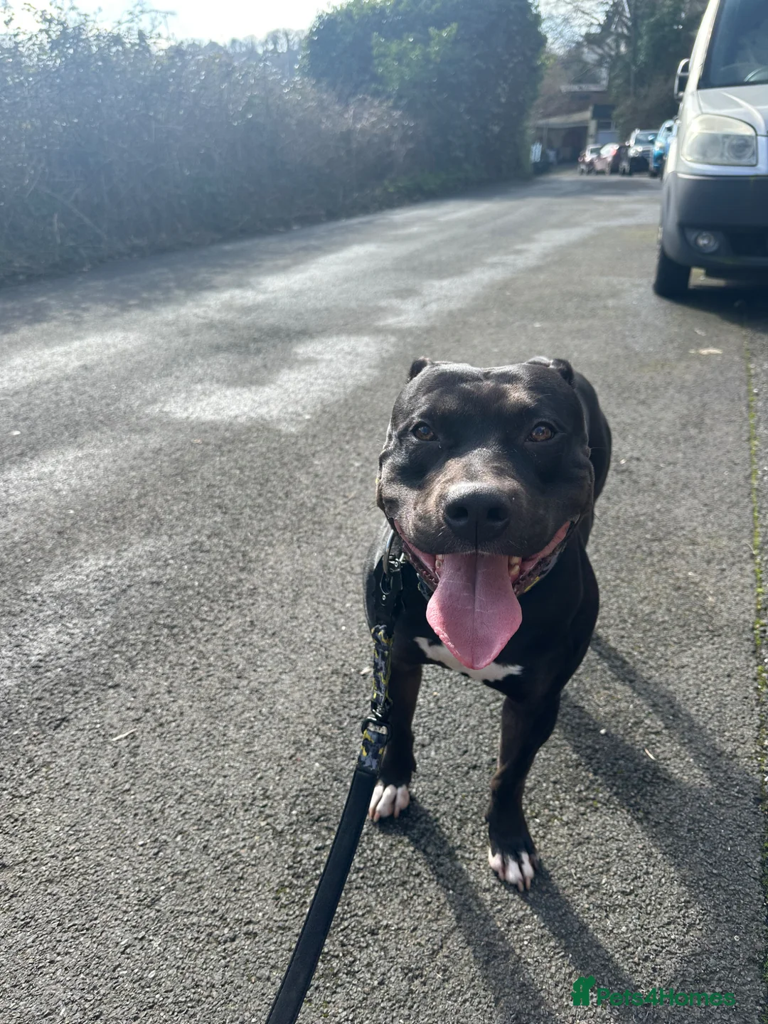 American Bulldog dogs for stud: Male stud - Advert 1