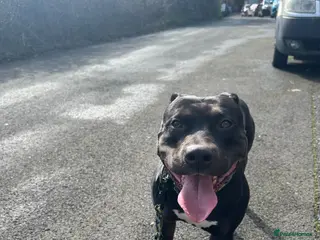 American Bulldog dogs Male stud - Advert 1