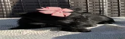 Scottish Terrier dogs for sale: Scottish Terrier Puppies  - Advert 7