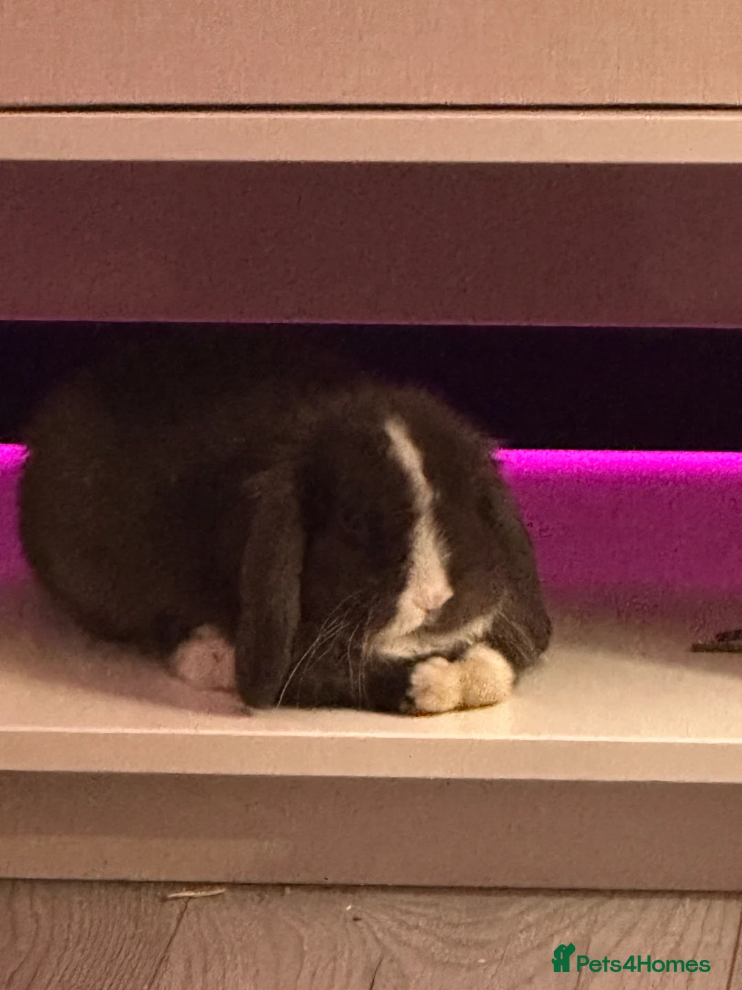 Mini Lop rabbits for sale: Chocolate blue eyed mini lop boy  - Advert 2