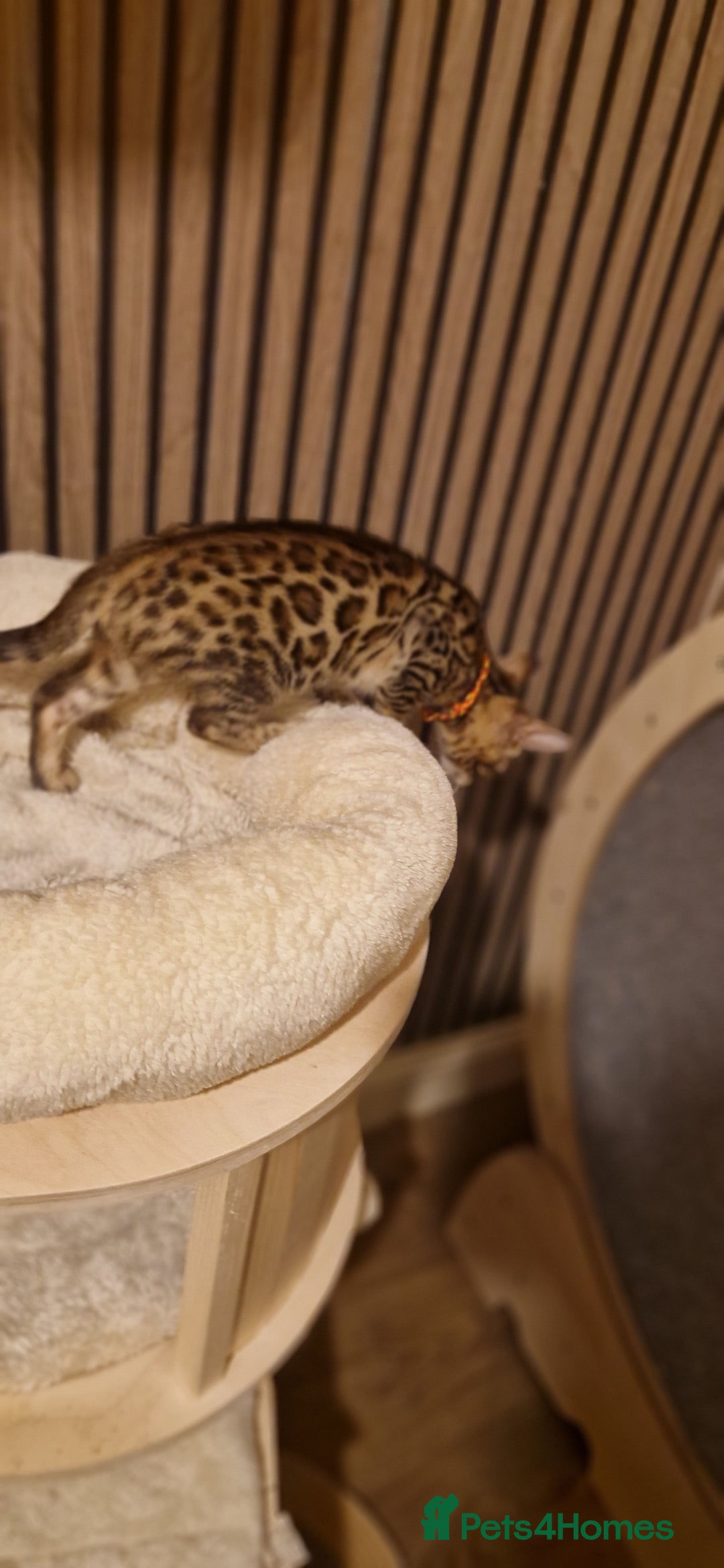 Bengal cats for sale: Beutifull kittens❤️ - Advert 25