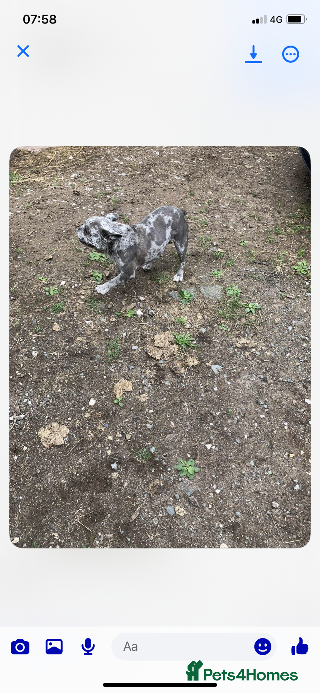Mixed Breed dogs for sale: For sale 5 months pup - Image 1