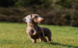 Miniature Dachshund dogs for stud: Mini Isabella & Tan dachshund for stud £150  - Image 5