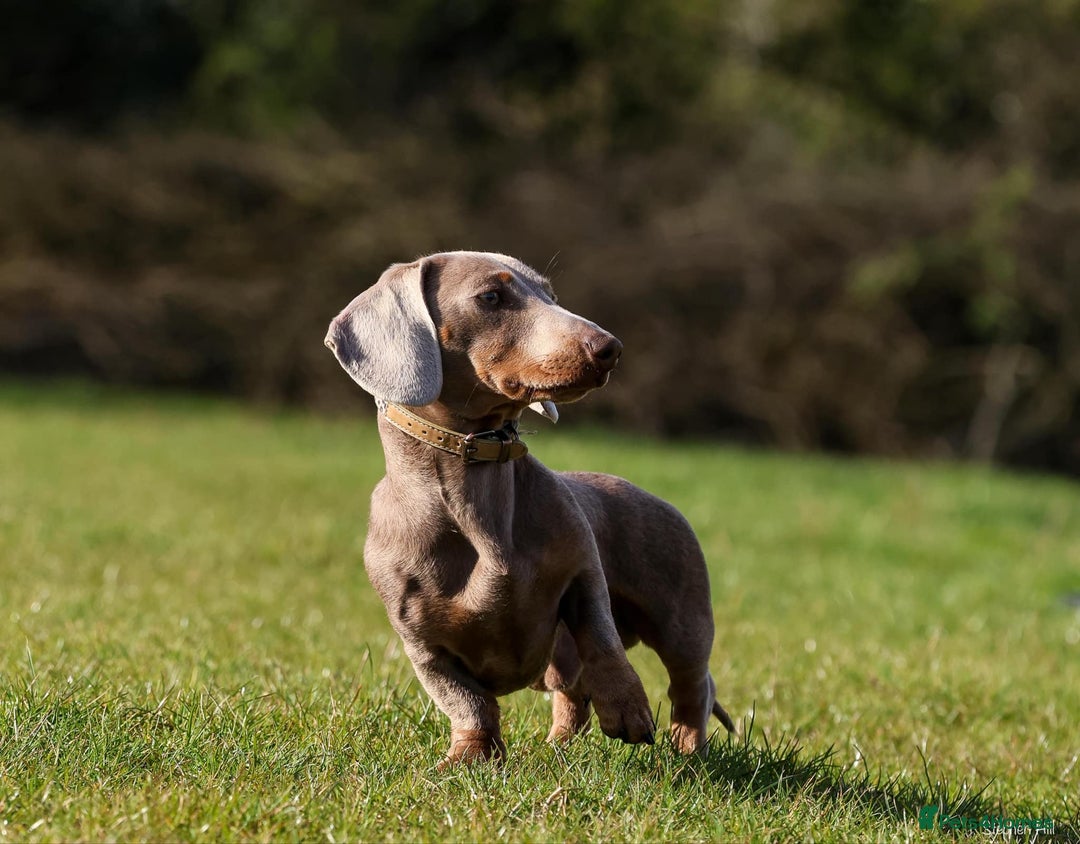 Miniature Dachshund dogs for stud: Mini Isabella & Tan dachshund for stud £150  - Image 5