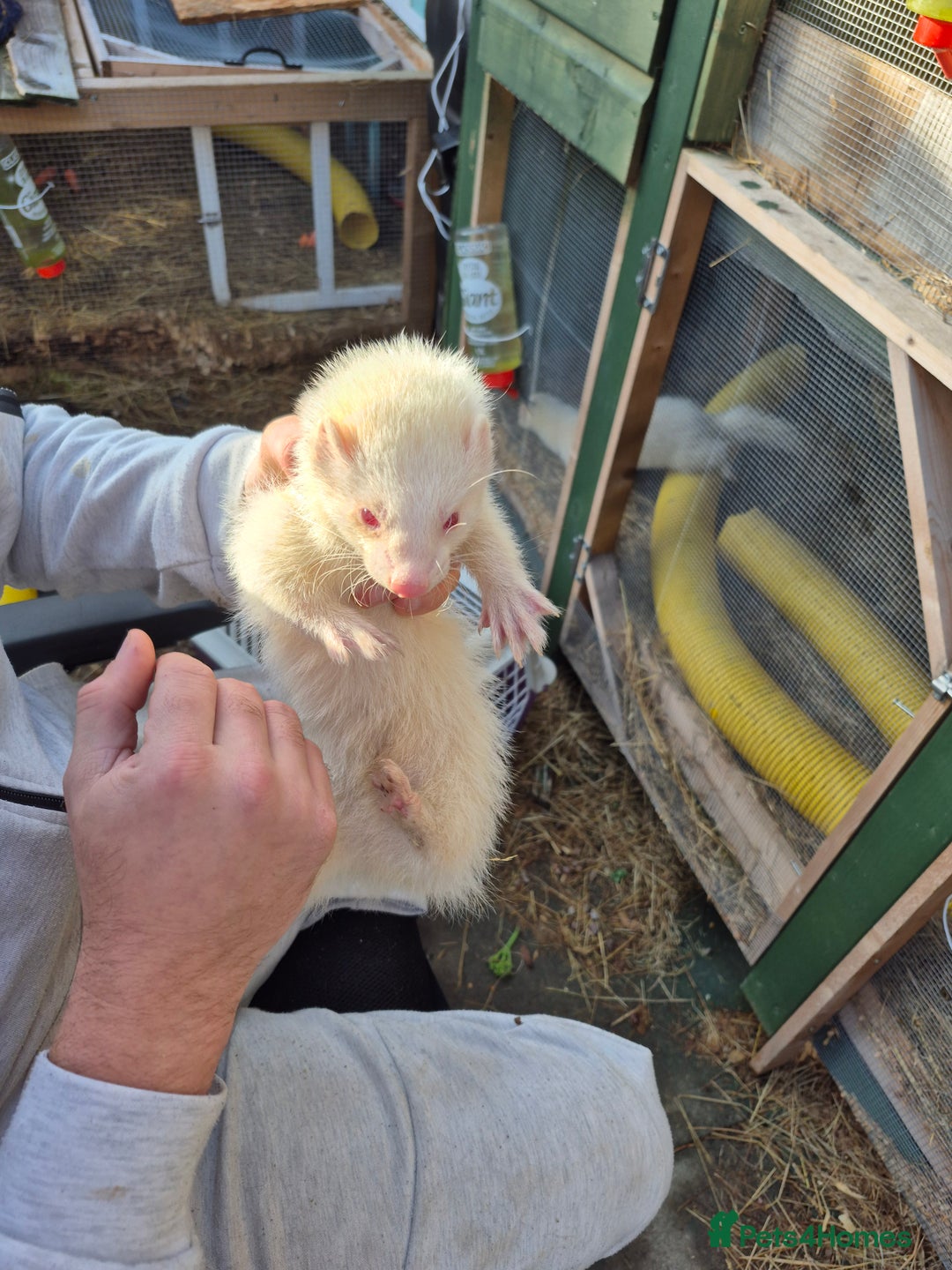 Ferret rodents for sale: 2 albino male ferrets  in Rugby - Image 3