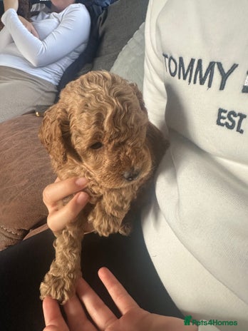 Toy Poodle dogs - Advert 1