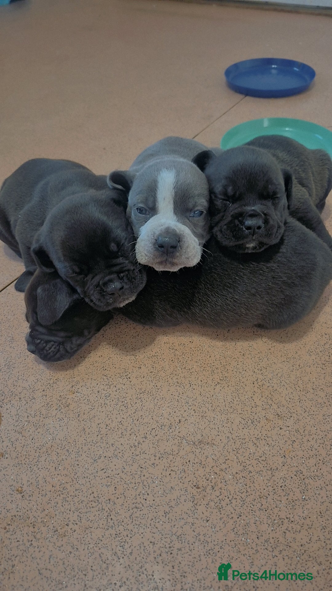 Mixed Breed dogs for sale: Mixed breed puppies - Image 2