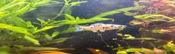 Mollies fish for sale: Mollie fish  in Middlesbrough - Advert 1