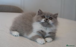 British Shorthair cats for sale: BSH/BLH Females TICA Reg  - Image 19