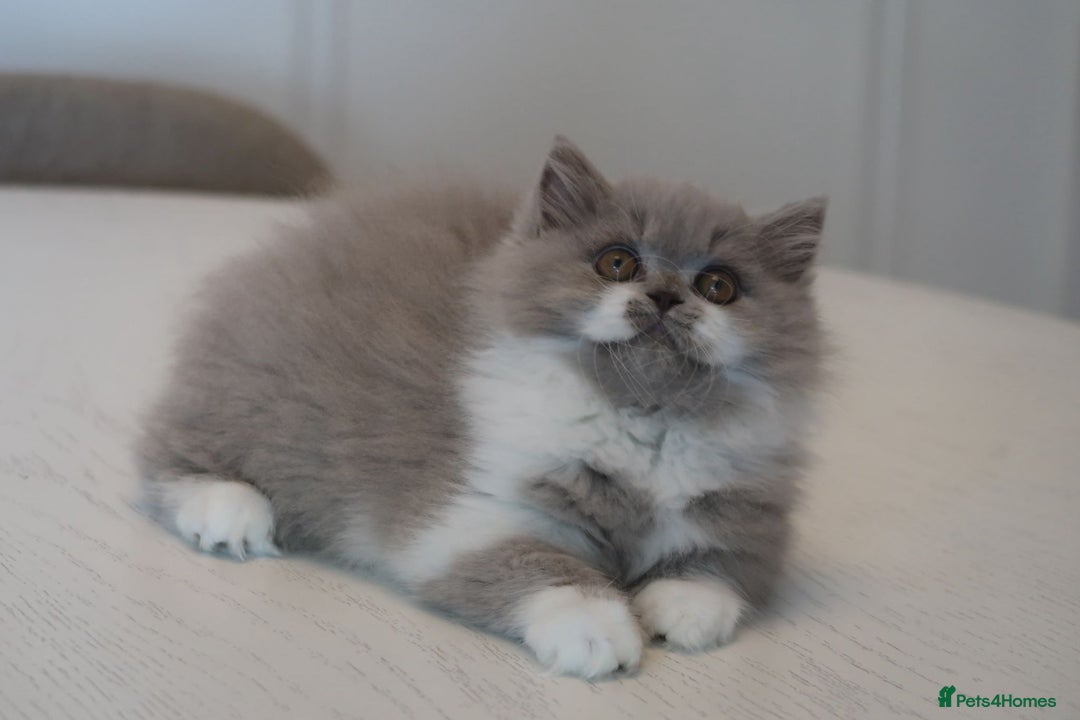 British Shorthair cats for sale: BSH/BLH Females TICA Reg  - Image 19