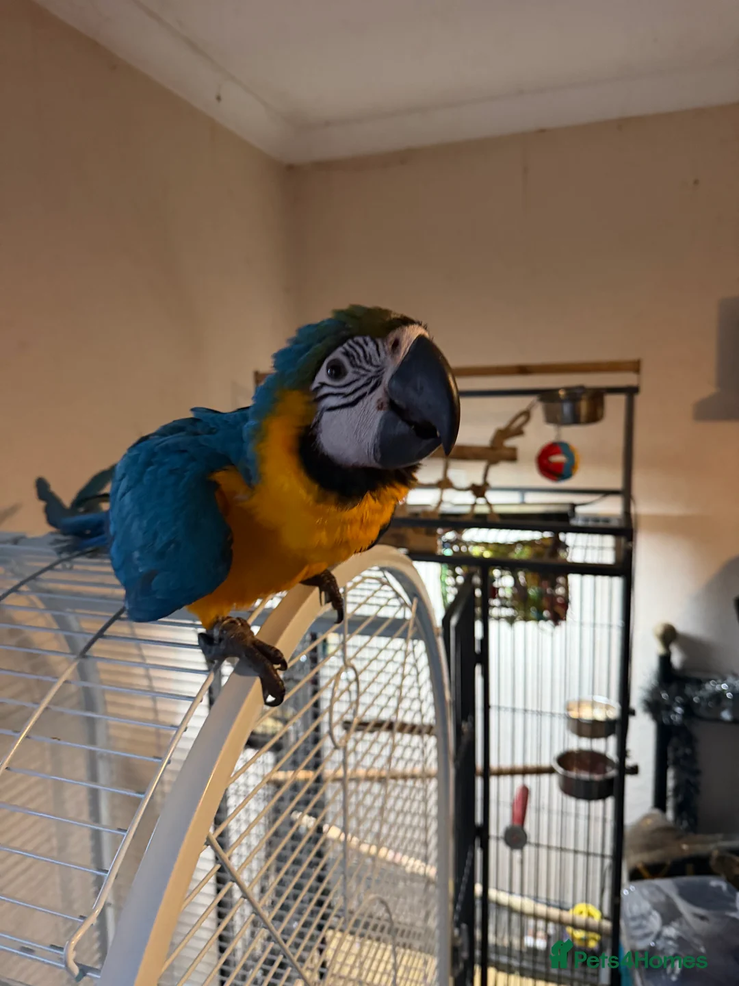 Macaws birds for sale: Blue & Gold Macaw - female  - Advert 2