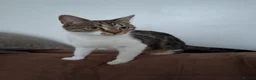 Mixed Breed cats for sale: Kittens 4 sale in Bishop Auckland - Advert 10