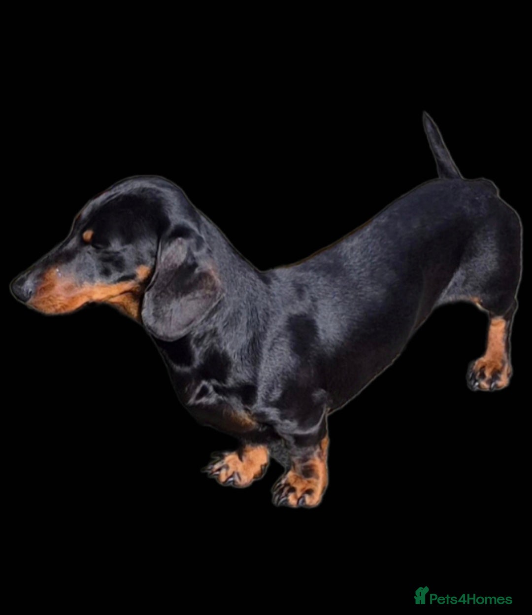 Miniature Dachshund dogs GLYNFELIN JACK MASTER FUNK miniature dachshund - Advert 1