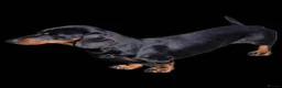 Miniature Dachshund dogs for stud: GLYNFELIN JACK MASTER FUNK miniature dachshund - Advert 1