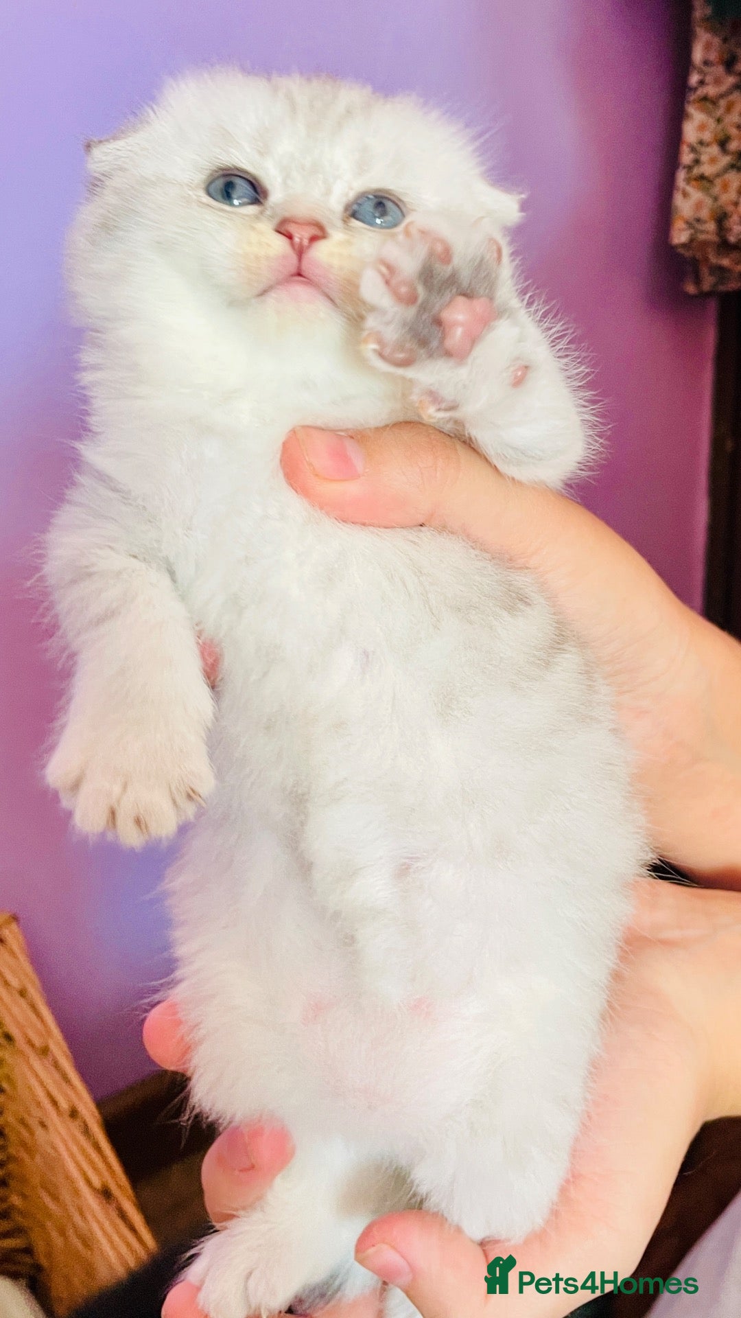 Scottish Fold cats Beautiful Scottish fold/straight ready to reserve  - Advert 7