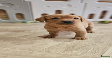 Labrador Retriever dogs - Advert 1