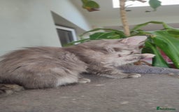 Maine Coon cats for sale: Maine Coon Kitten 3 - Fully health tested and Tica registered  - Image 12