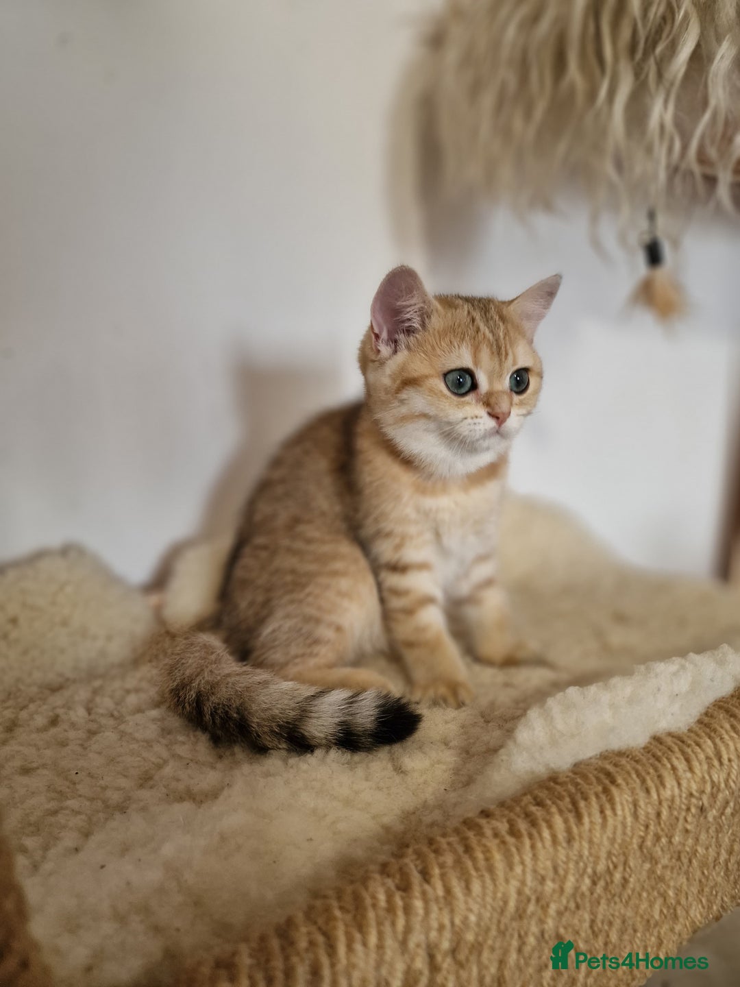 British Shorthair cats for sale: PEDIGREE BRITISH SHORT HAIR READY NOW !!! - Image 11