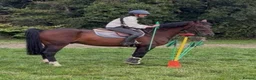 British Warmblood horses for sale: Everyone Needs A Guinness  - Advert 3