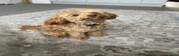 Cavapoo dogs for stud: CAVAPOO for Stud  in Peterborough - Advert 2
