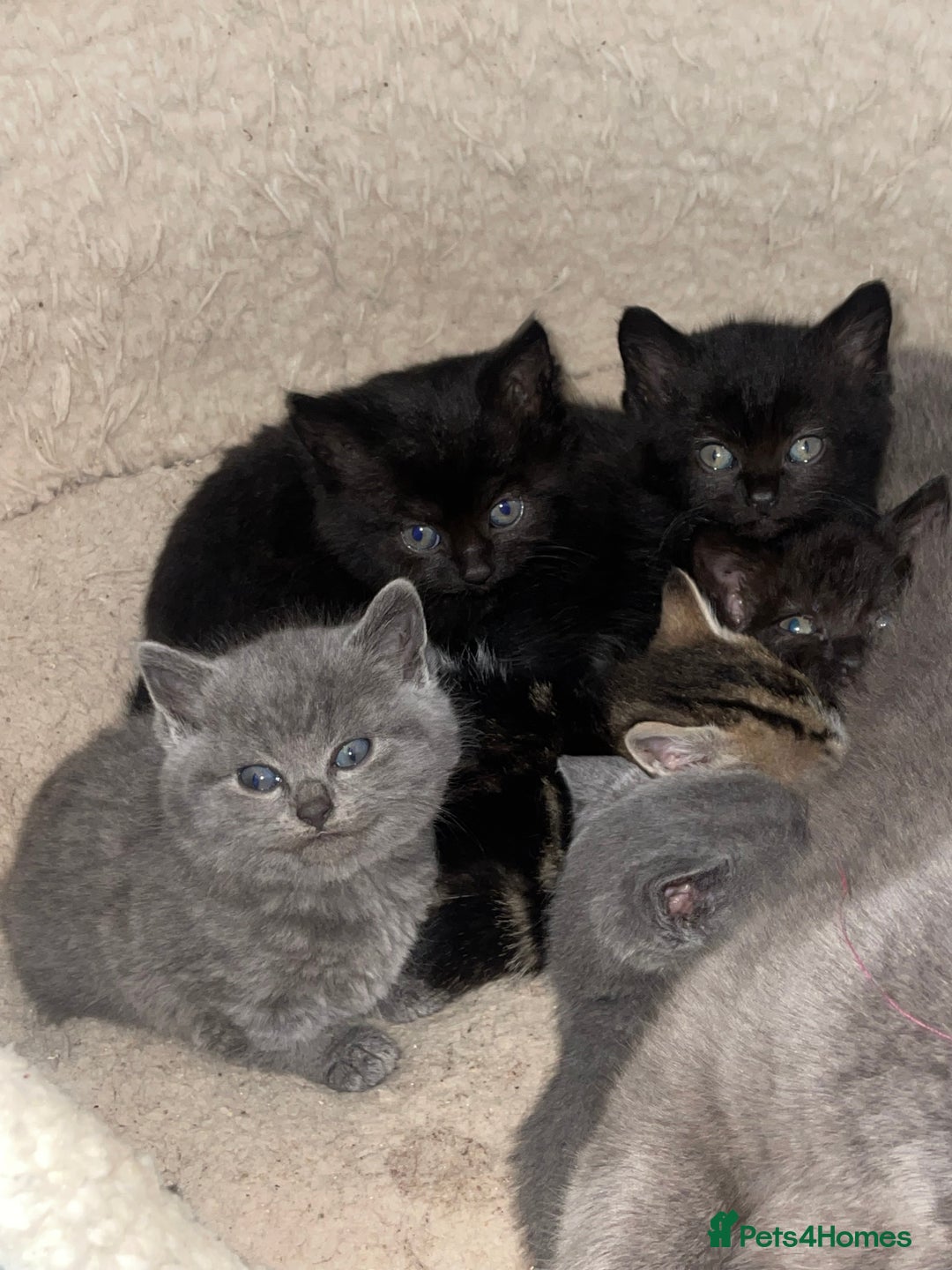 British Shorthair cats for sale: BSH kittens - Advert 7