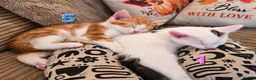 Mixed Breed cats for sale: 🐾 6 Adorable & Playful Kittens - 1 Girl & 5 Boys - Advert 16