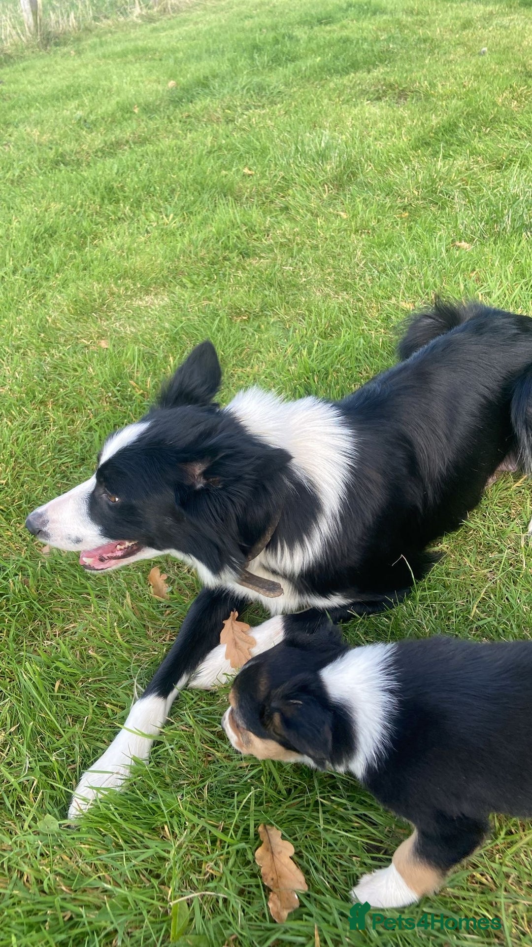 Border Collie dogs for sale: Beautiful litter family reared of collie pups - Image 19