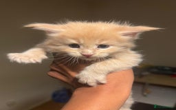 Maine Coon cats for sale: ✨Stunning Maine Coon Kittens✨ - Image 1