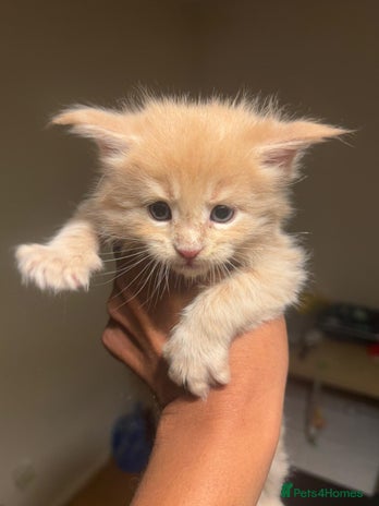 Maine Coon cats - Advert 6