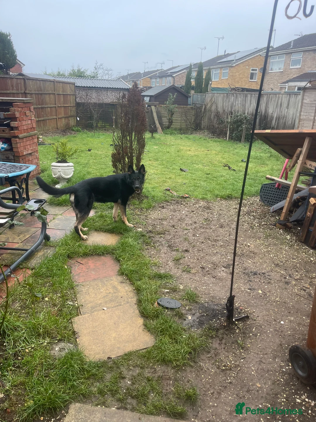 German Shepherd dogs for sale: Nala Black/Brown  - Advert 3