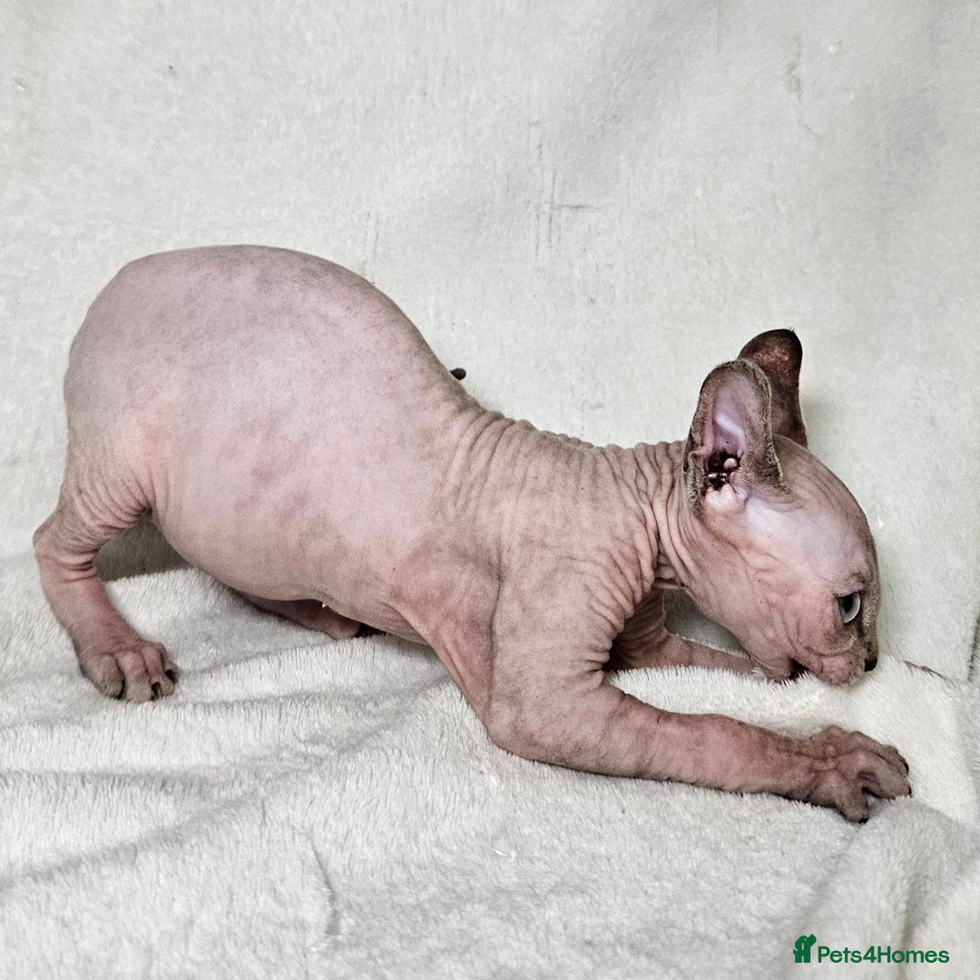 Sphynx cats for sale: Charming Tortie Kitten with TICA is ready now! - Image 6