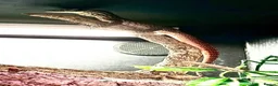Monitor reptiles for sale: Baby Argus monitor - male  - Advert 2